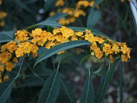 euphorbia yellow river